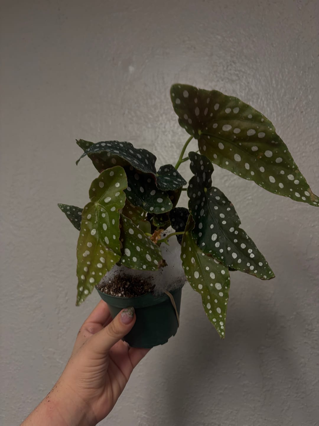 Customer photo review of Begonia maculata