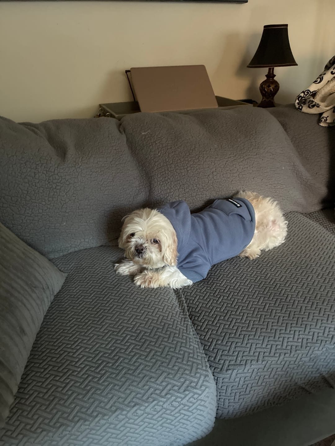 Customer photo review of Leash and Poop Bag Holder Set - 90s Retro