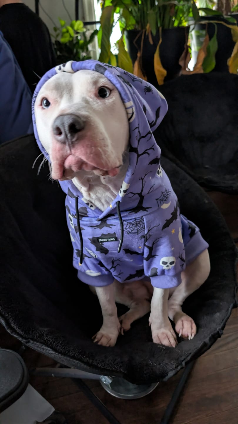 Customer photo review of Halloween Dog Hoodie - Purple
