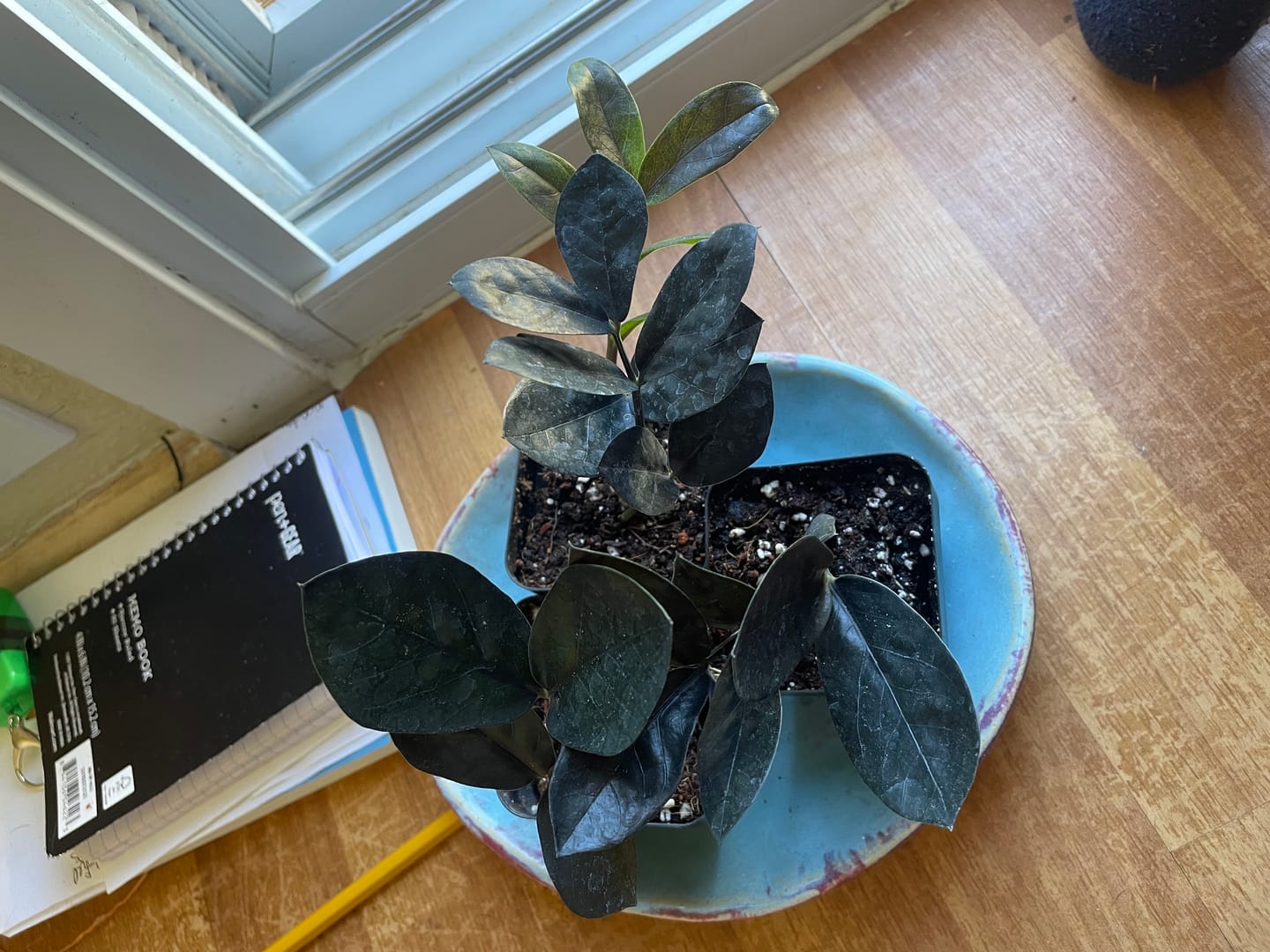 Customer photo review of Raven ZZ plant | Indoor Live Zamioculcas Zamiifolia Raven Plant | Rare Indoor Plant | Zansibar gem | Black ZZ Plant