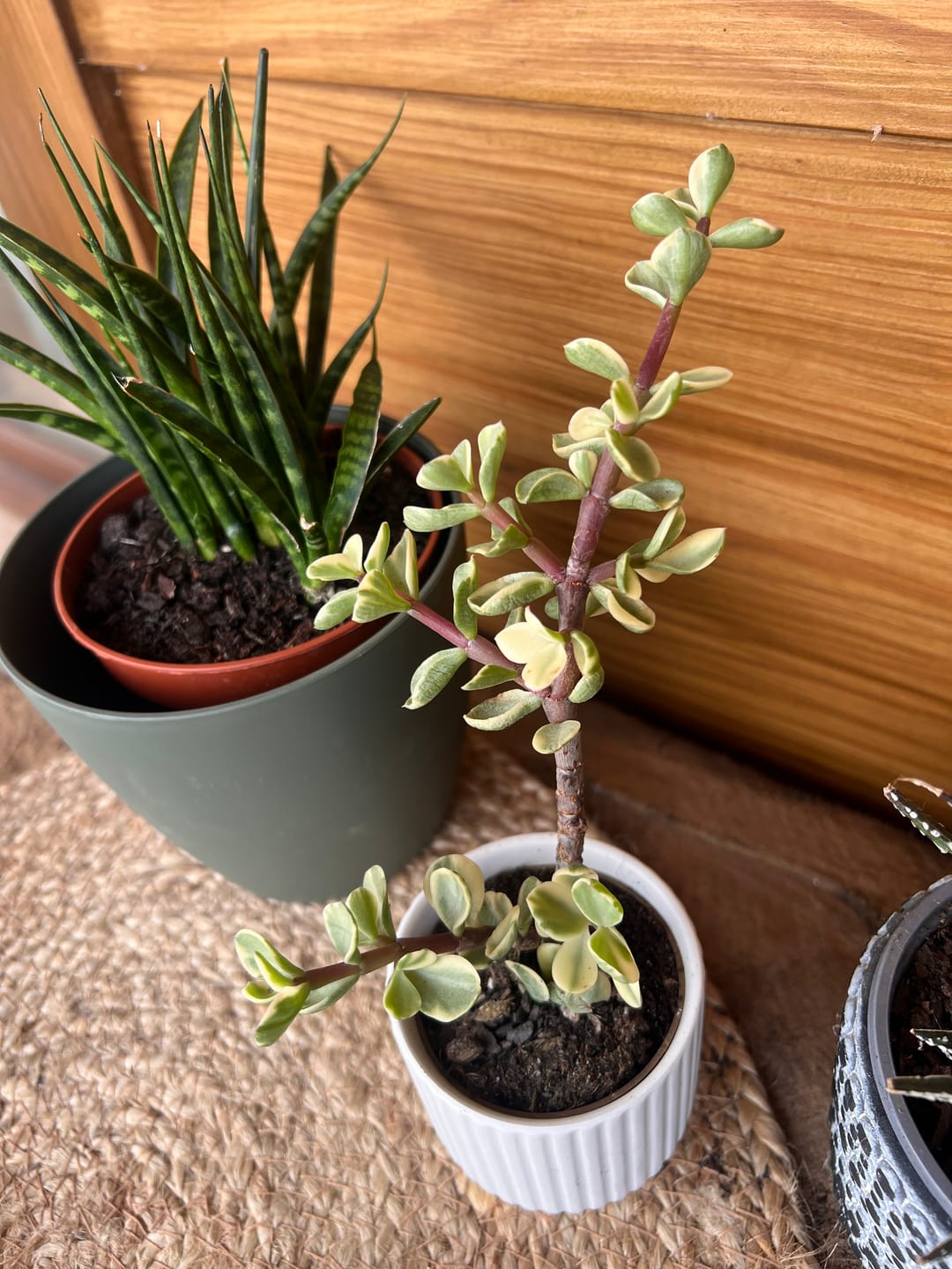 Customer photo review of Portulacaria afra f. variegat