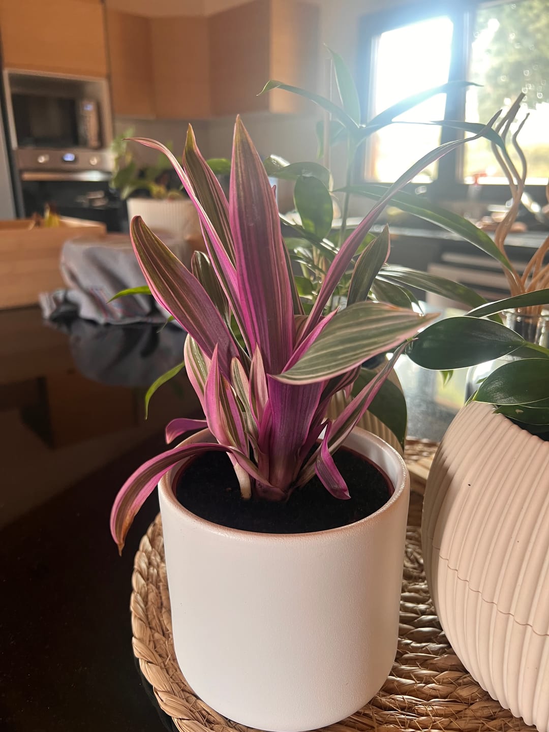 Customer photo review of Tradescantia spathacea "Tricolor" - ("Moises no berço")