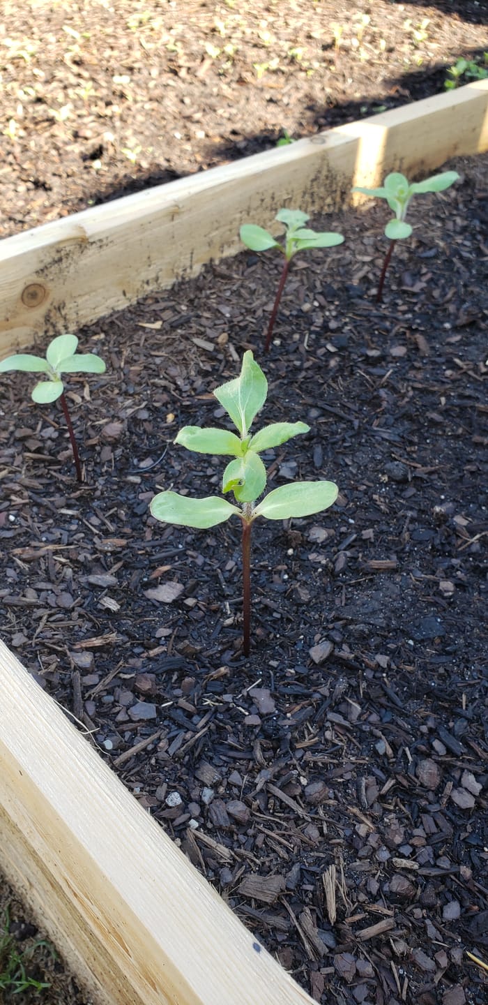 Customer photo review of Sunflower, ProCut® Plum