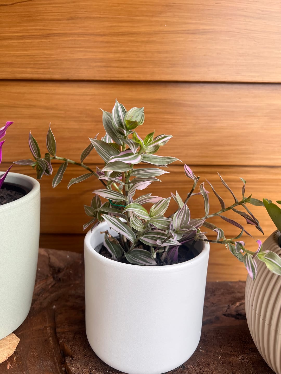 Customer photo review of Tradescantia fluminensis 'Tricolor Minima'