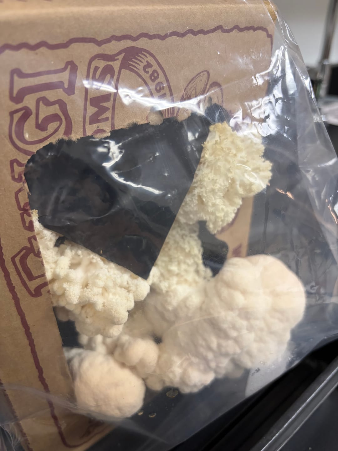 Customer photo review of Mushroom Mini-Farm Grow Kits Variety - 4 Pack
