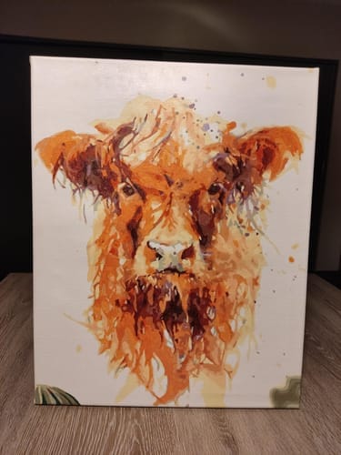 Customer photo review of Vache marron aux poils longs