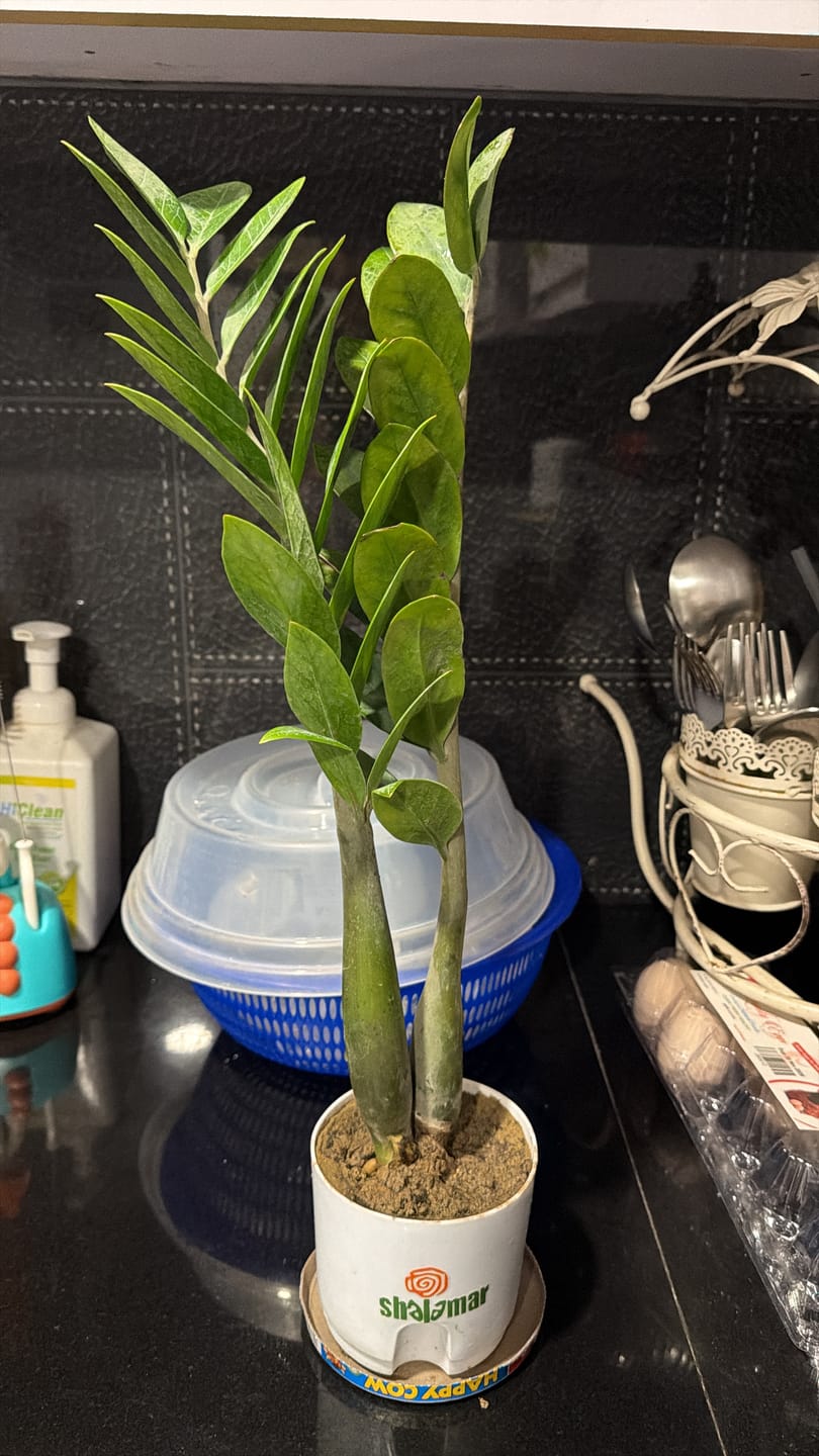 Customer photo review of ZZ Plant Green