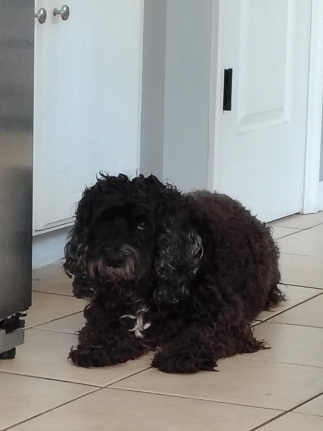 Customer photo review of Cockapoo Oatmeal Shampoo with Aloe 16 oz
