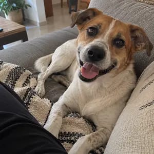 Customer photo review of Kriath Dogs Taurina Pura