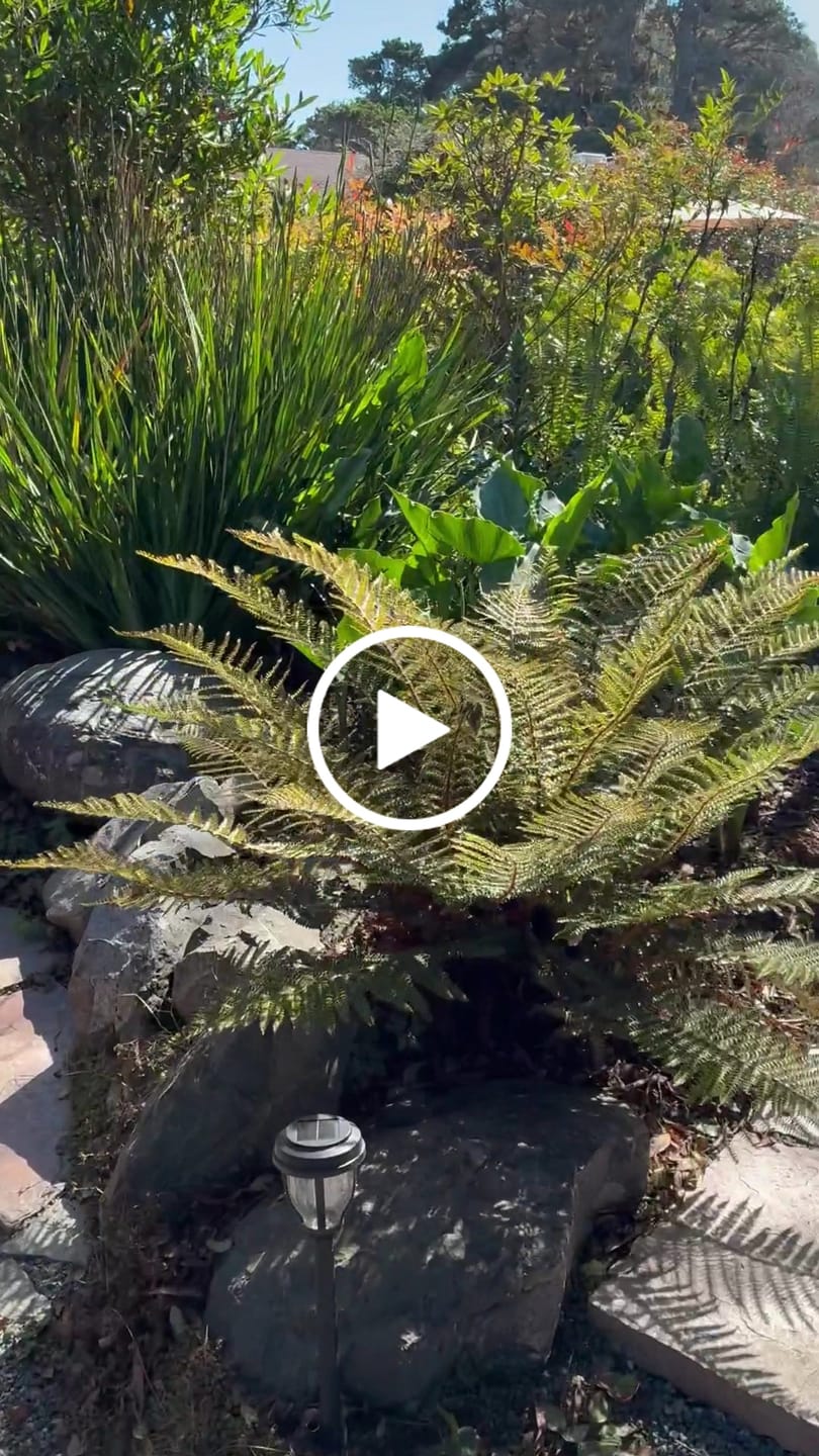 Customer video review of Hummingbird Post Cap (Multiple Post Sizes Available)