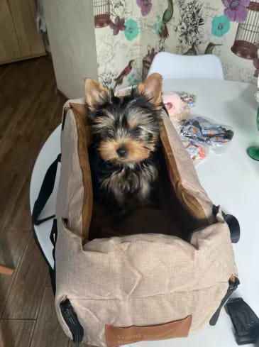 Customer photo review of ™PawPilot- מושב בוסטר יוקרתי לרכב