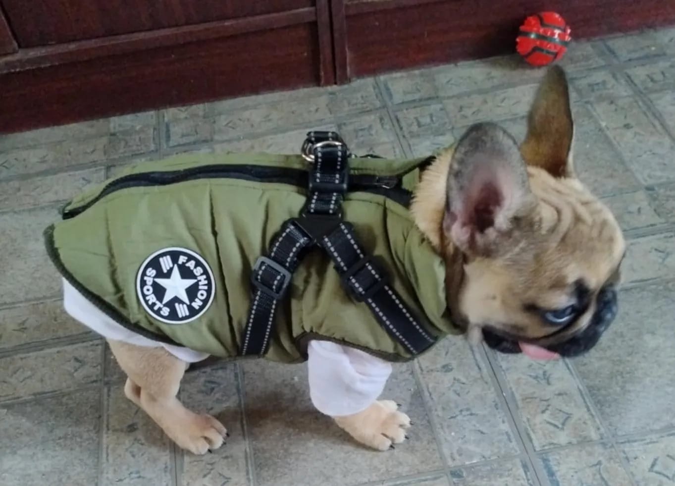 Customer photo review of Manteau imperméable pour Chien