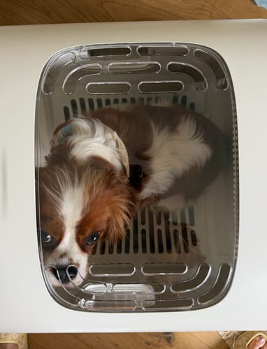 Customer photo review of Pet Dryer Box