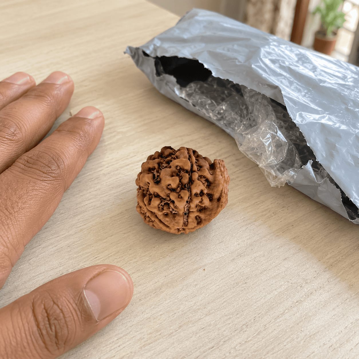 Customer photo review of Ganesh Mukhi Rudraksha (Nepali)