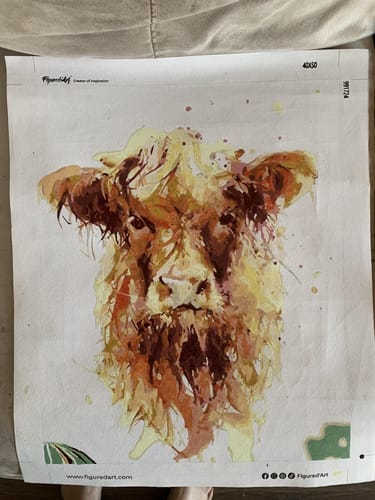 Customer photo review of Vache marron aux poils longs