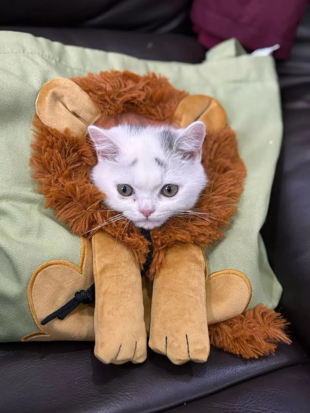 Customer photo review of Furball™ Carrier Bag