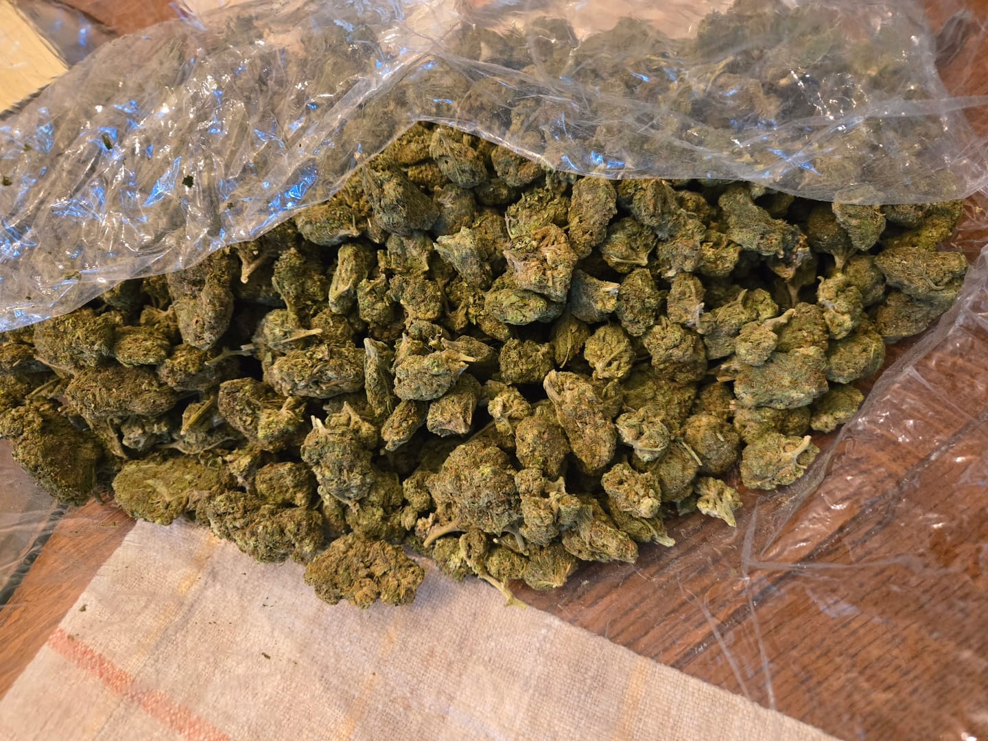 Customer photo review of Biscotti (Light Deprivation) – Bulk THCA Flower 1 lb