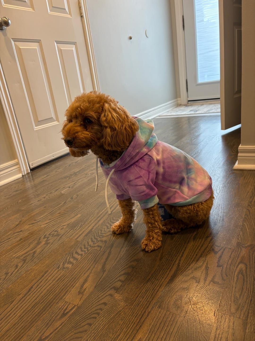 Customer photo review of Velvet Dog Hoodies