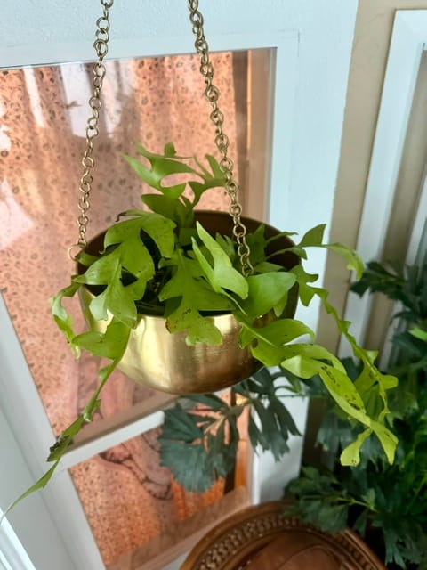 Customer photo review of Cactus Selenicereus chrysocardium "Sharktooth"