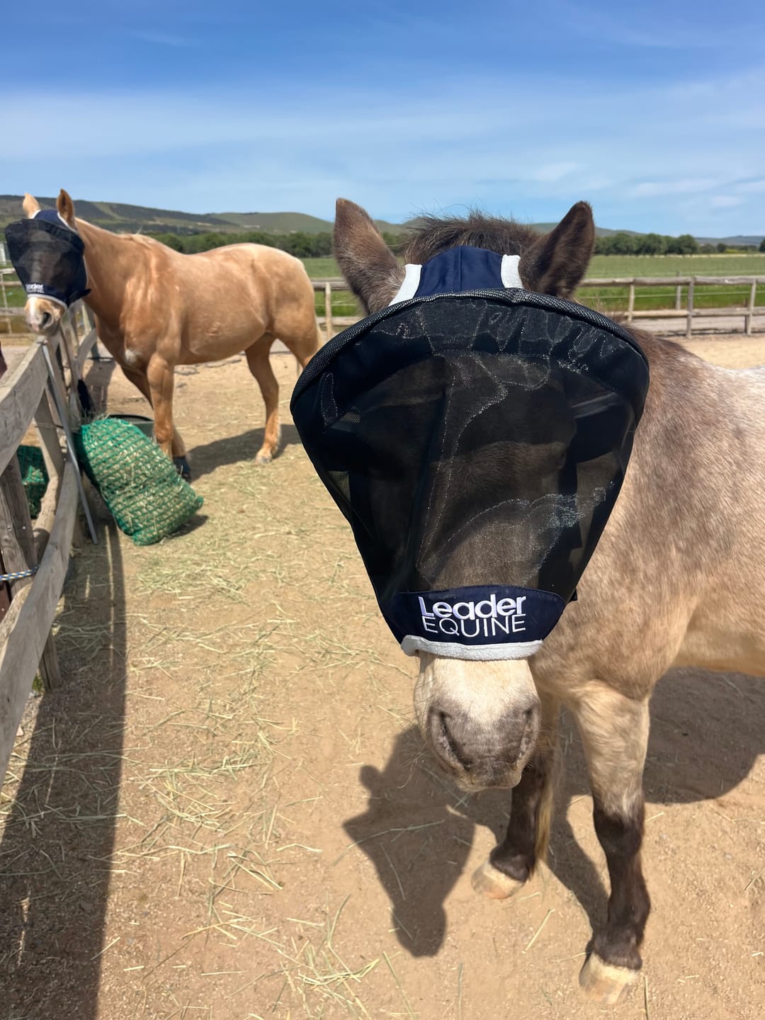 Customer photo review of LE Outback Flymask Original