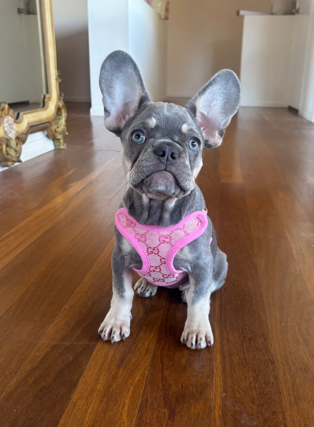 Customer photo review of COCI HARNESS & LEASH SET