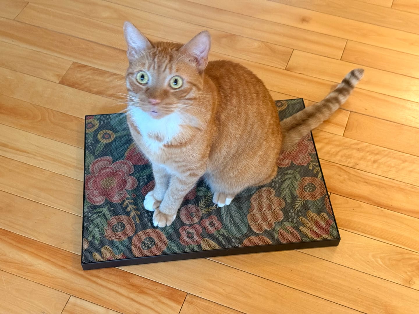Customer photo review of Flowerbed - Luxury Cat Scratching Board