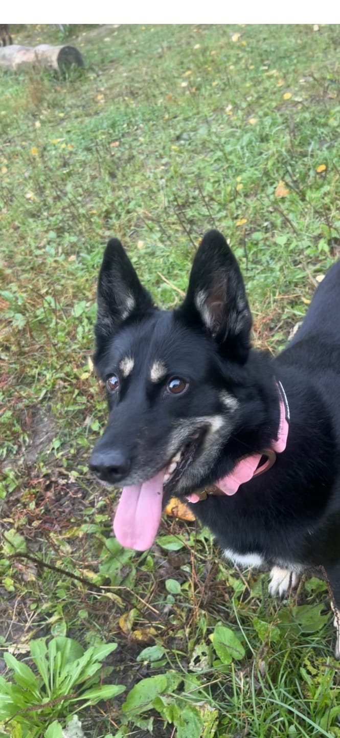 Customer photo review of 4cm LIGHTER Combat® Collar | With Handle & Secure Clip - Pink x Pink