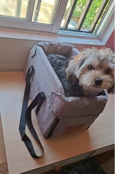Customer photo review of ™PawPilot- מושב בוסטר יוקרתי לרכב