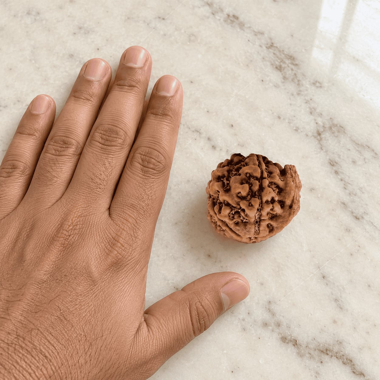 Customer photo review of Ganesh Mukhi Rudraksha (Nepali)