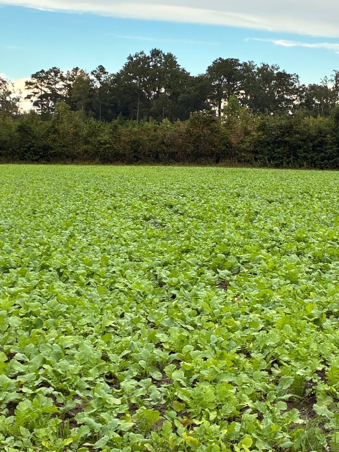 Customer photo review of Late Season Brassicas