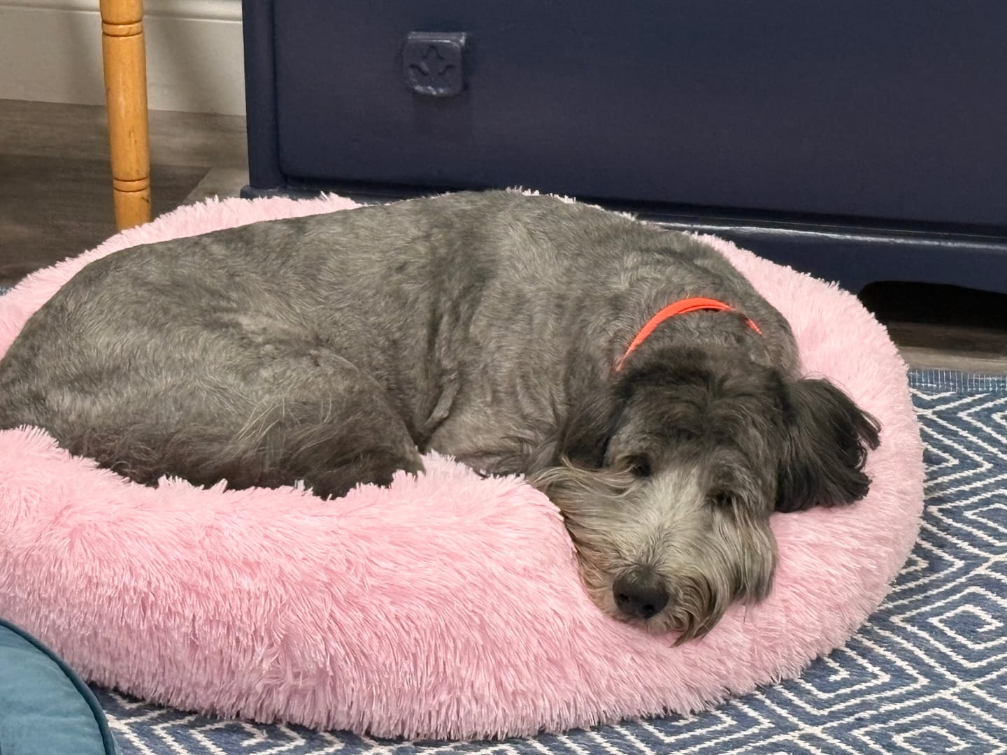Customer photo review of The Original Fluffy Bean® Pet Bed