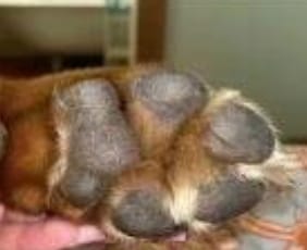 Customer photo review of KaloPet - Recortadora Profesional Mascotas