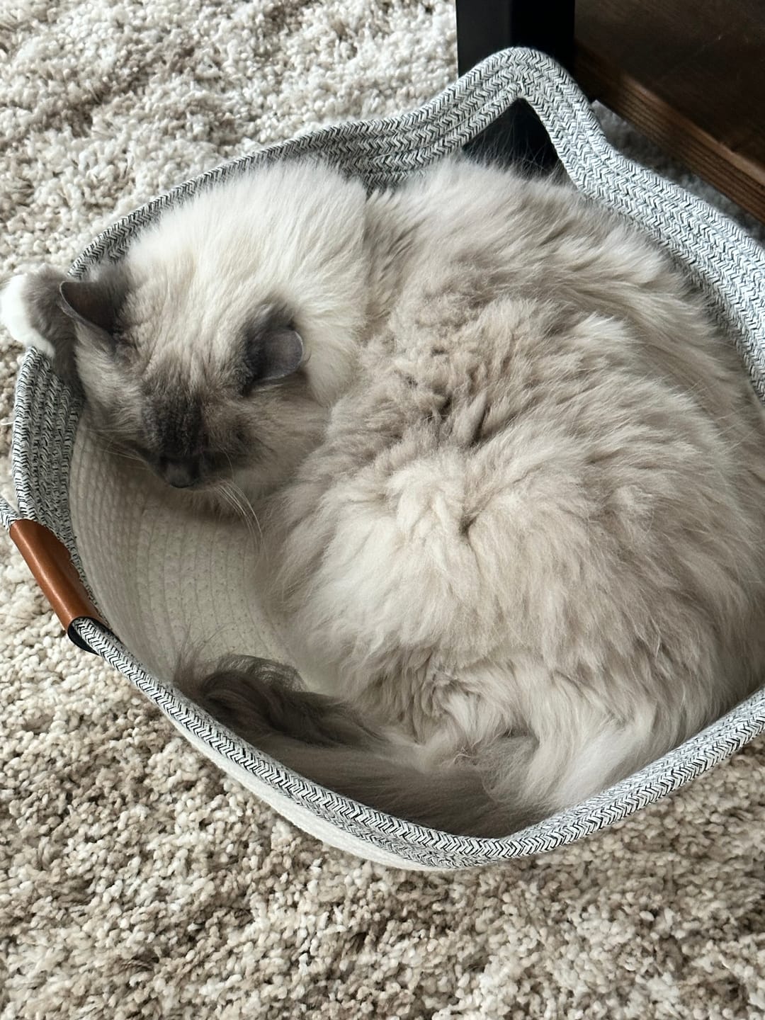 Customer photo review of Instinct Basket | Meet the first research-backed natural territory for indoor cats