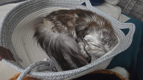 Customer's Fellnest Katzenkorb, a grey and white rope basket with a long-haired cat curled up sleeping inside.