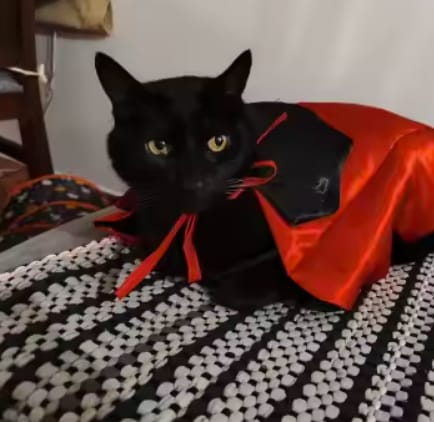 Customer photo review of Disfraz Boo Paws para gatos y perros