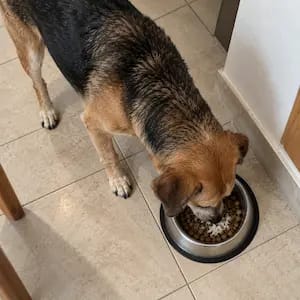 Customer photo review of Kriath Dogs Taurina Pura