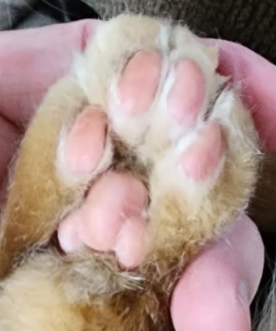 Customer photo review of KaloPet - Recortadora Profesional Mascotas