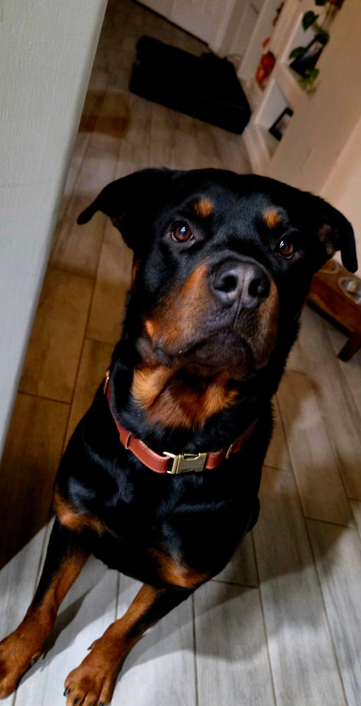 Customer photo review of Personalized Dog Collar with Rustic Buckle | Capri Leather