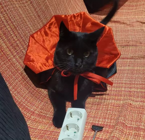 Customer photo review of Disfraz Boo Paws para gatos y perros