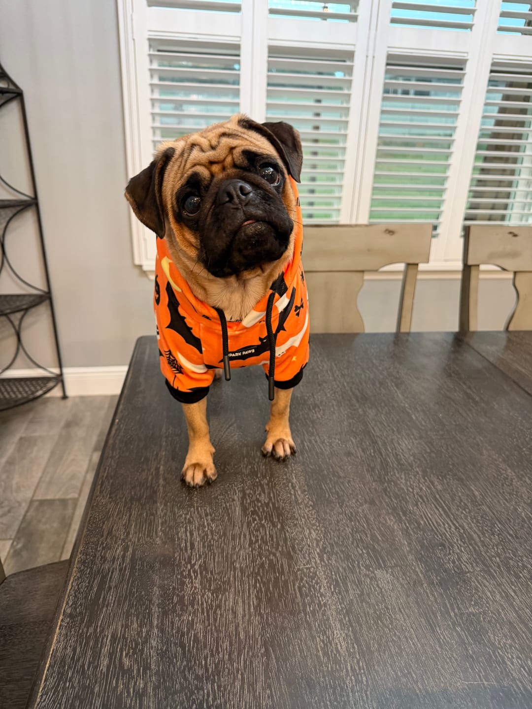 Customer photo review of Halloween Dog Hoodie - Orange