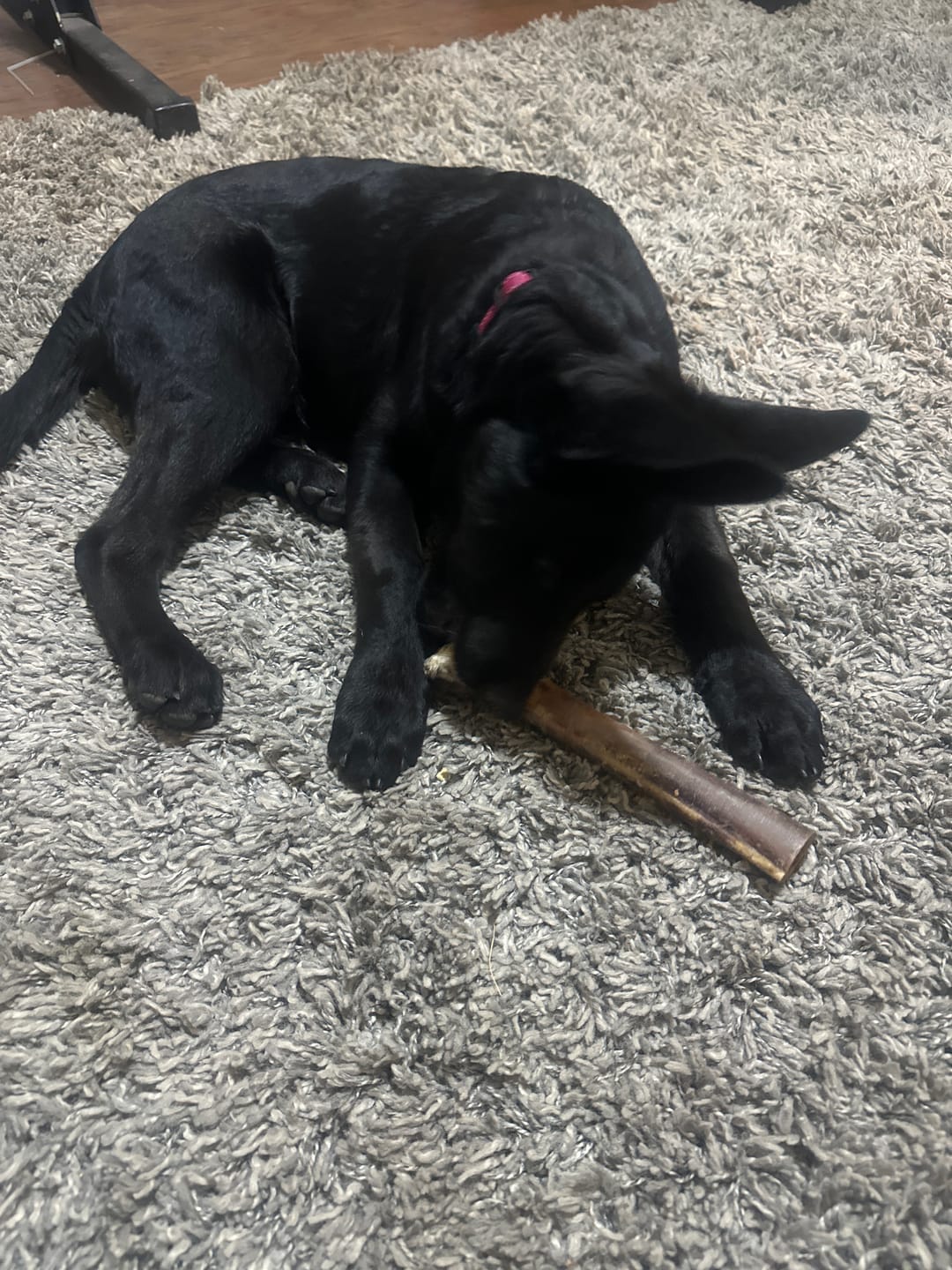 Customer photo review of Medium Ostrich Cane (10" x 3"): The Long-Lasting, Flavor-Packed Chew for Medium & Large Dogs