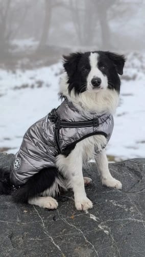 Customer photo review of Manteau imperméable pour Chien