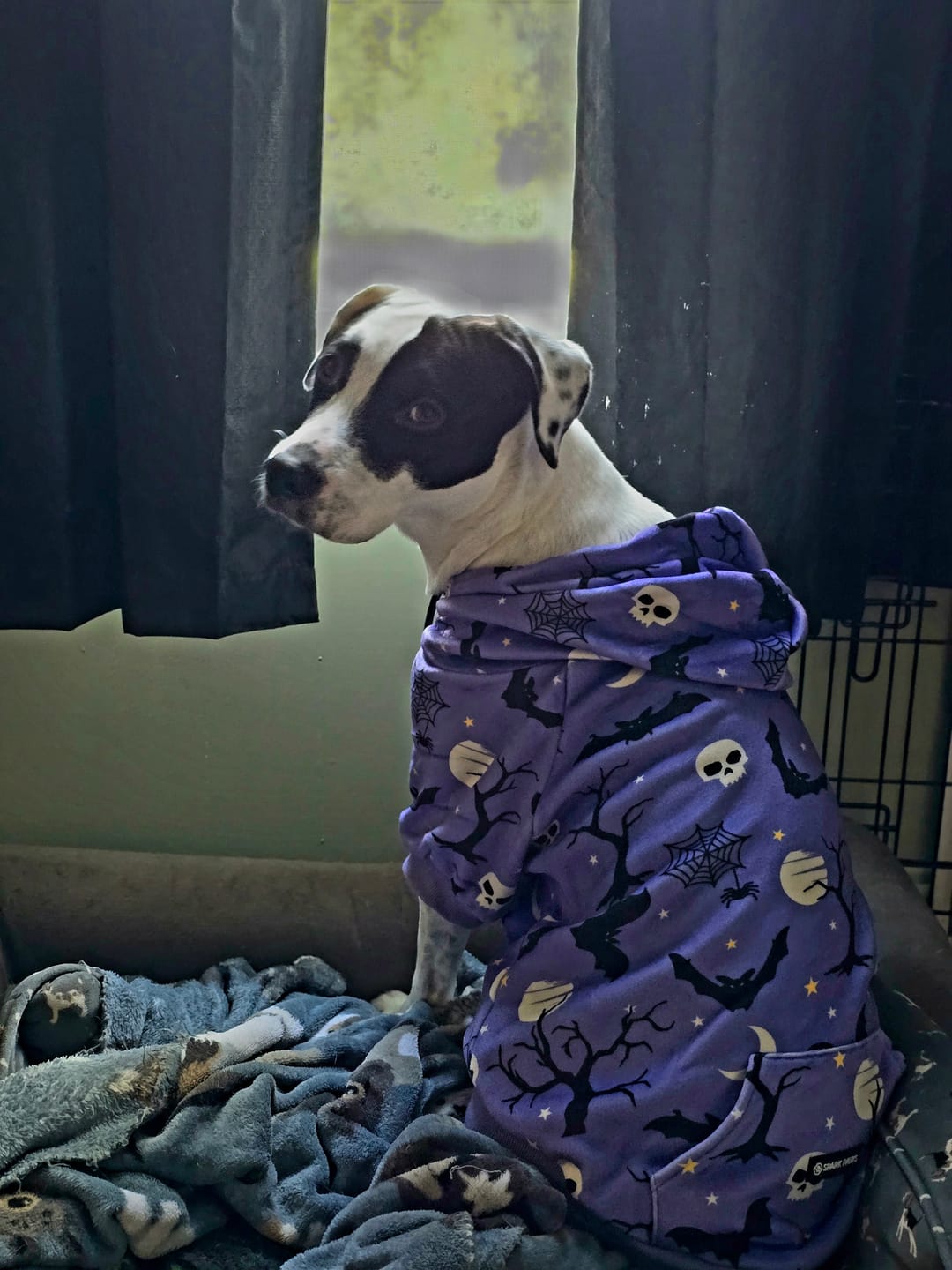 Customer photo review of Halloween Dog Hoodie - Purple