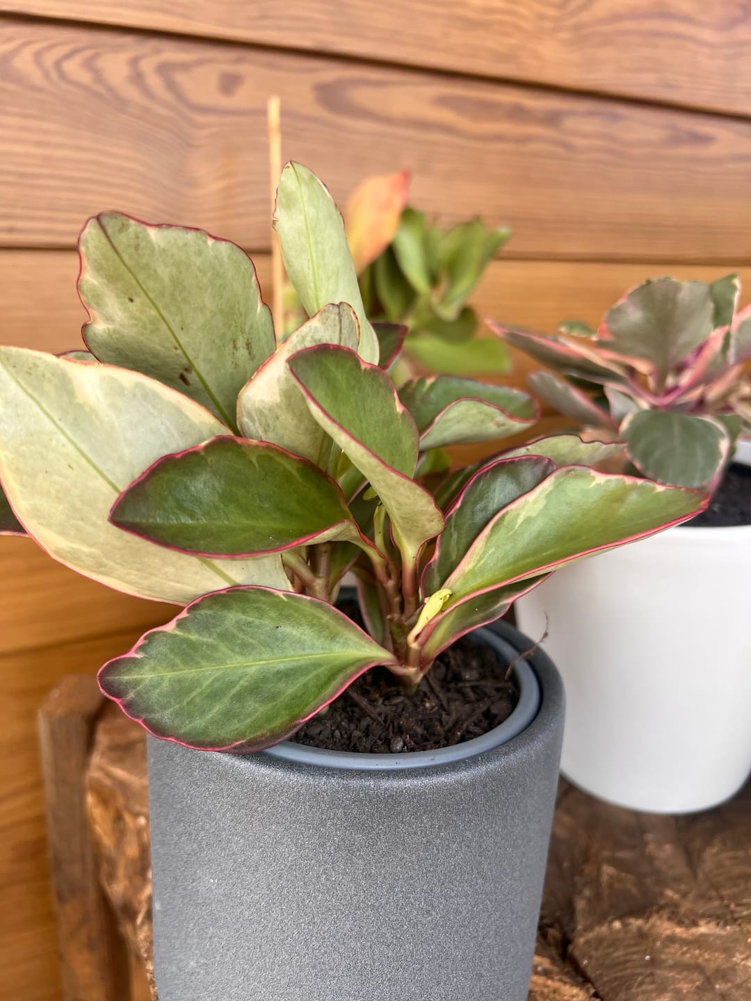 Customer photo review of Peperomia Clusiifolia Jellie