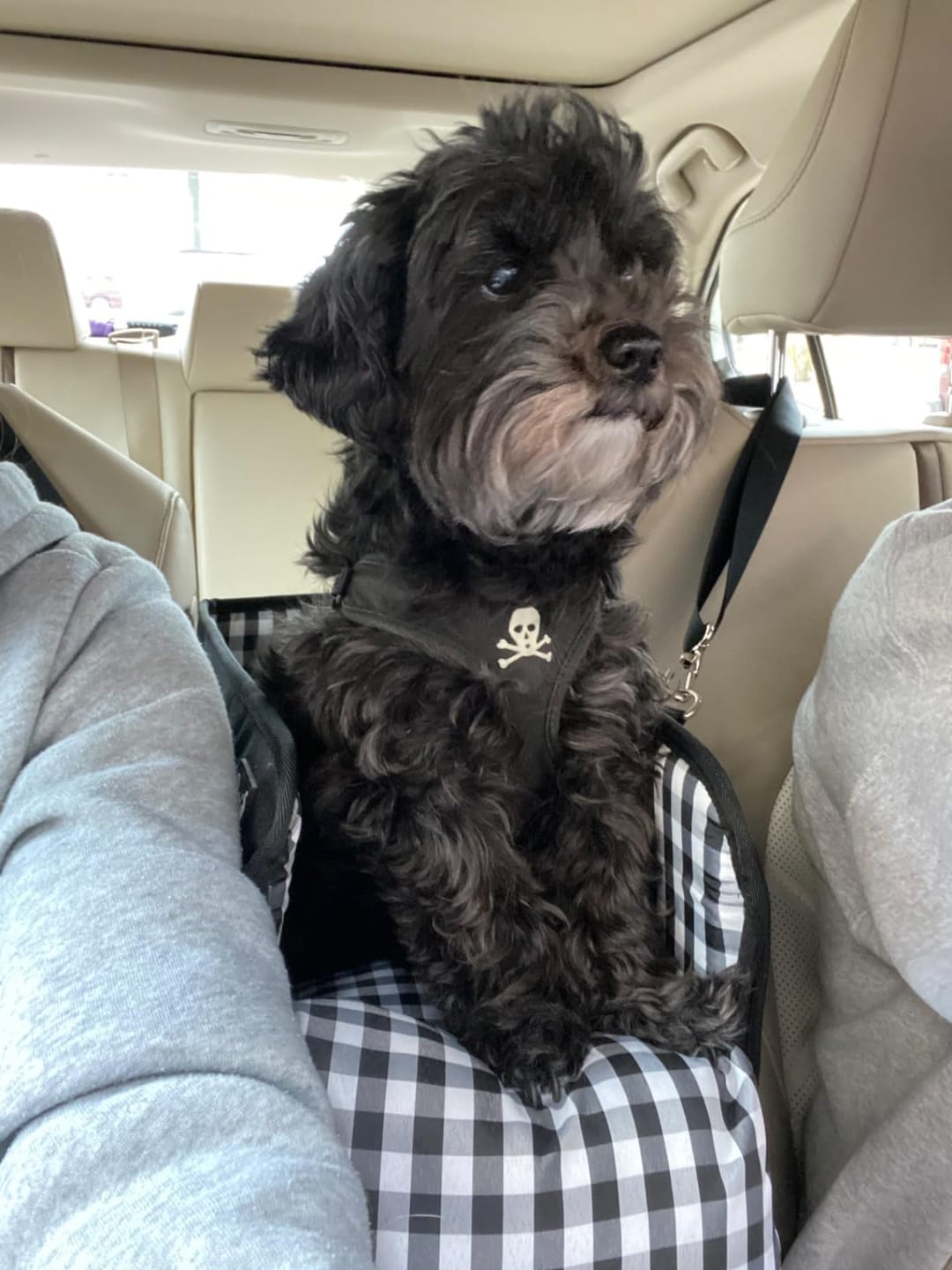 Customer photo review of Console Pet Car Seat