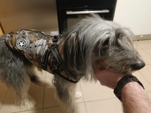 Customer photo review of Manteau imperméable pour Chien