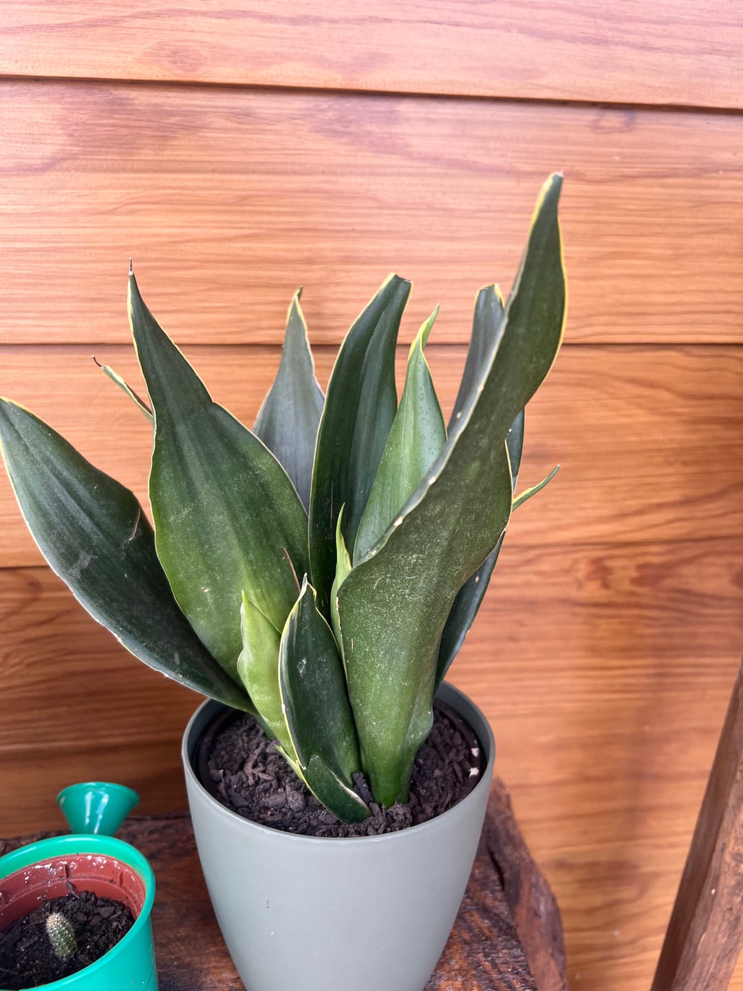 Customer photo review of Sansevieria Boncellensis