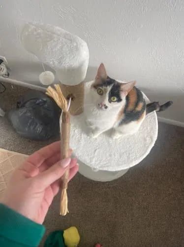 Customer photo review of Palitos de silvervine
