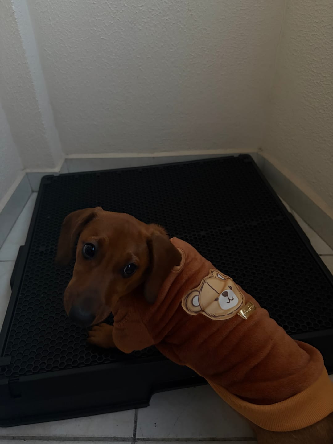 Customer photo review of Weasy Cão | Banheiro inteligente para cachorro