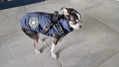 Customer photo review of Manteau imperméable pour Chien